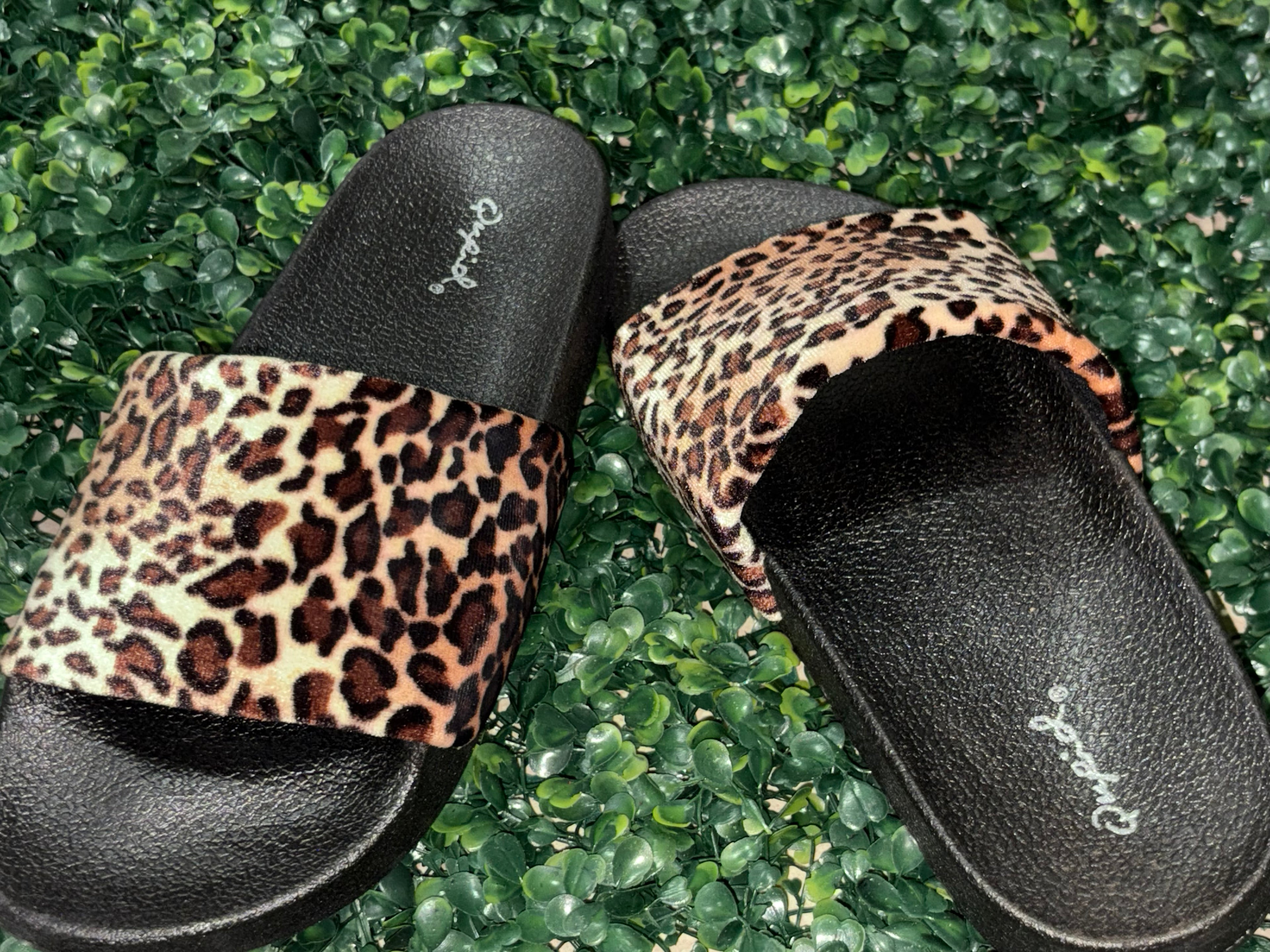 Leopard slides
